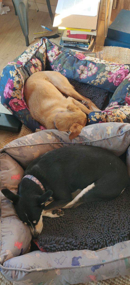 FERichardsUK's tweet photo. You could go sea swimming... Or you could cosy up in the shed with the heater on... #dogsofacademia #phdlife https://t.co/y2MmSBmhGv