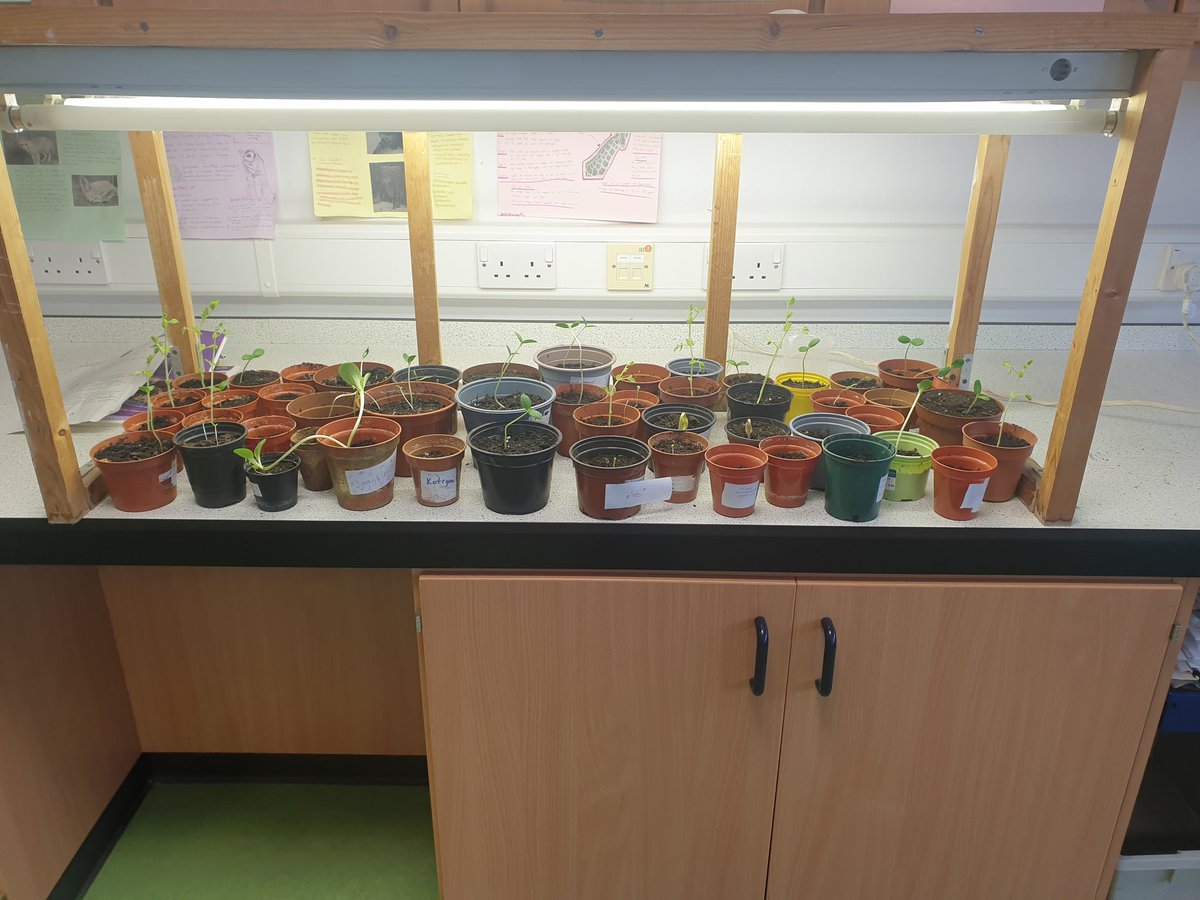 You can't grow vegetables in winter.........🤩😊💚🌱🥕🥒🍅! #ourbiologybabies

<a href="/knoxacademy/">Knox Academy</a>