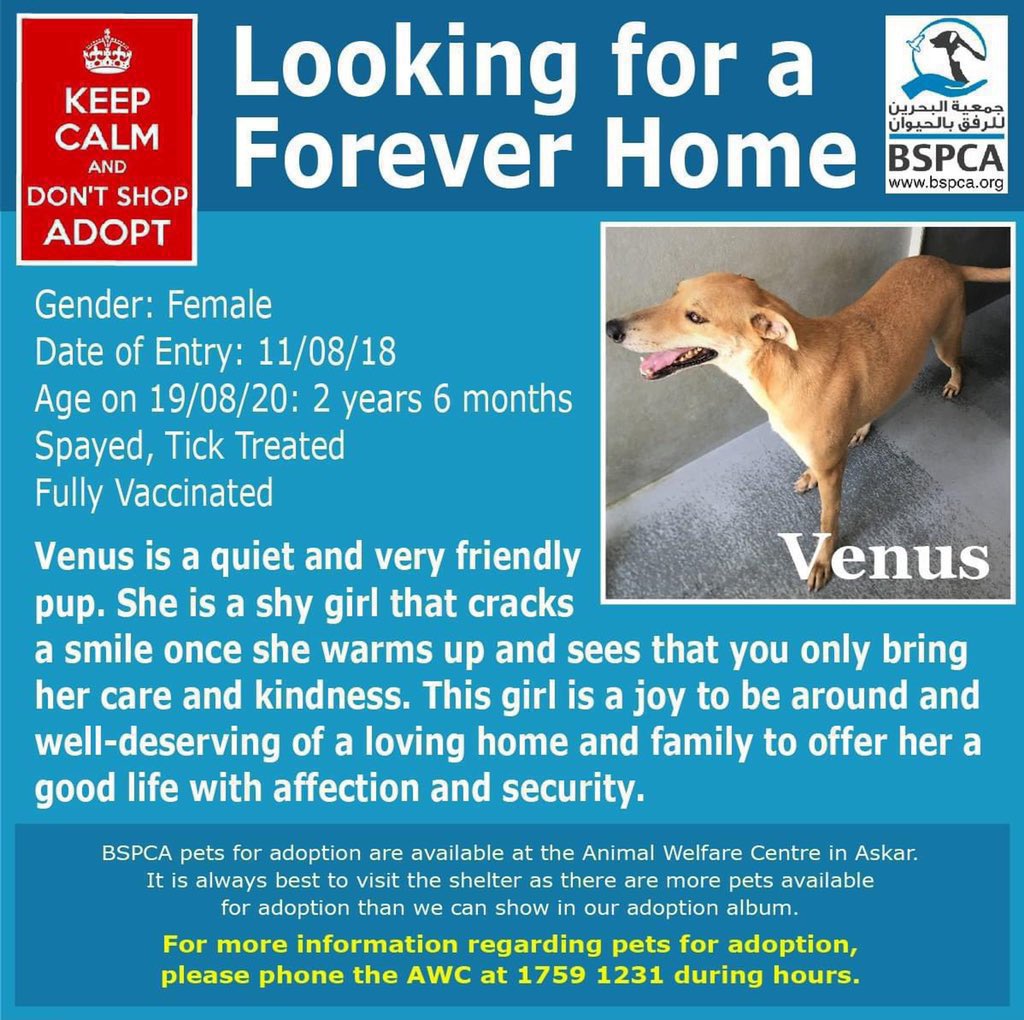 BSPCA_BH's tweet photo. Bimby, Lucy, Venus &amp; Juniper are today’s stars ⭐️ 

Please help us to find all our residents loving homes 😻🐶❤️🐾

#Bahrain #SPCA #adopt #dogs #cats #rescue #donate #turtles #rehome #dogsoftwitter #CatsOfTwitter #FriendsWithPaws https://t.co/P9Ok61sS4G