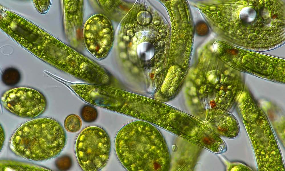 EMBL-EBI (@emblebi) on Twitter photo Euglenoids are protists with enormous research potential but also present unique challenges.
Find out how the <a href="/EuglenaNetwork/">Euglena International Network</a> is addressing these by bringing together an international network of scientists.
ebi.ac.uk/about/news/ann… Euglenoids are protists with enormous research potential but also present unique challenges.
Find out how the <a href="/EuglenaNetwork/">Euglena International Network</a> is addressing these by bringing together an international network of scientists.
ebi.ac.uk/about/news/ann…