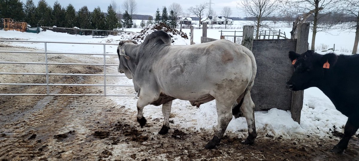 If anyone is looking for good Brahman bull ours will be selling at the Keady Livestock Auction on November 29th. Retweets appreciated.