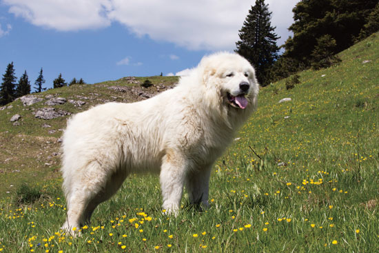 poleris_writes's tweet photo. Minecraft dogs are Pyrenean mountain dogs, in this essay I will https://t.co/URnpRSJOI1