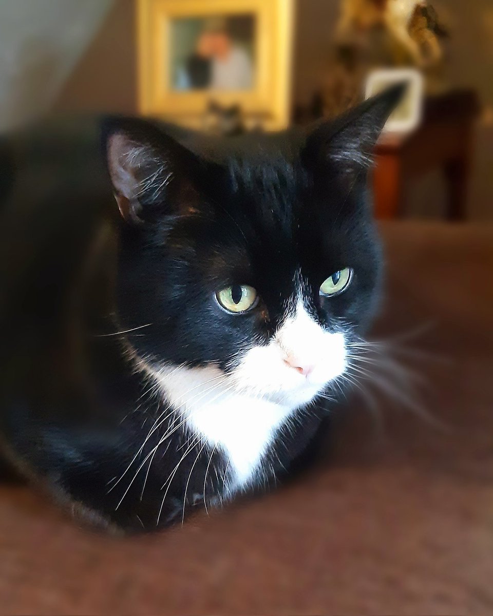 Hello my friends. It is with a very heavy heart that we have decided to leave Twitter😿We are going to miss you all. You can follow us on Instagram at gizmo_cute_kitty or fb Gizzie Cat.  We will delete the acc in 48 hrs. We love you all and may return one day. Love Gizmo❤❤😽😽