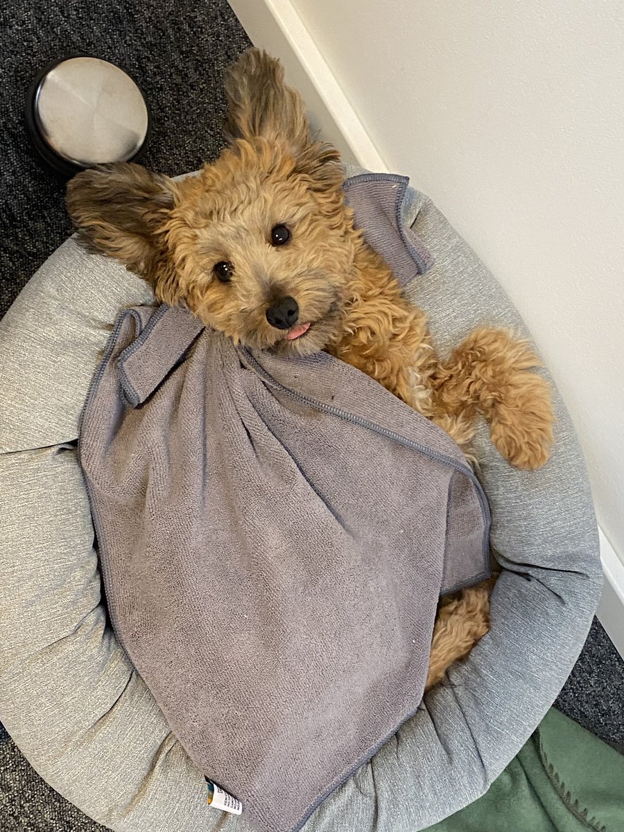 Tee, Kaffee, Portion Flauschfaktor anyone?

Moin. ☕️

#Bürohund #HenriUpdate