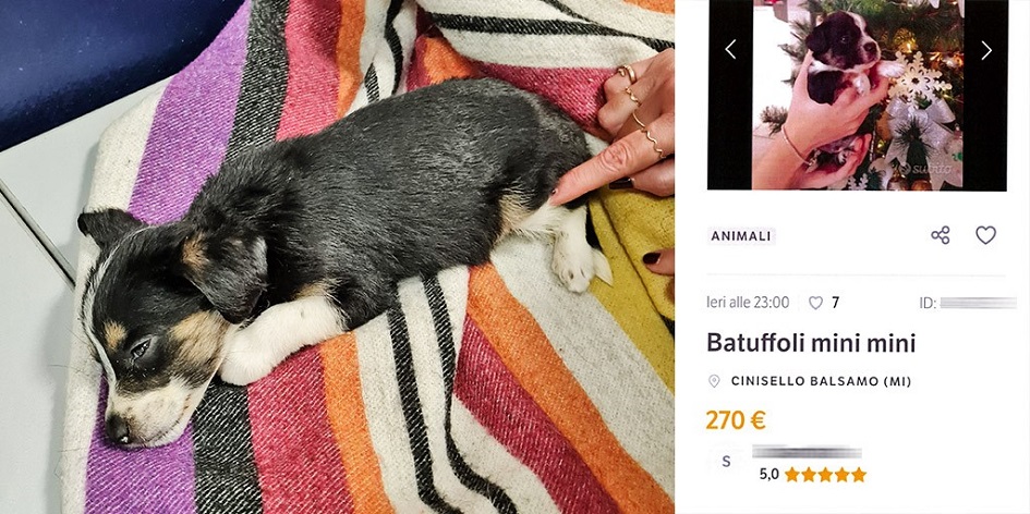 blogsicilia's tweet photo. #notizie #sicilia
Cuccioli venduti illegalmente on line, la “trappola” per stanare il venditore - https://t.co/abF7wu3DkK https://t.co/qCql36Kwif