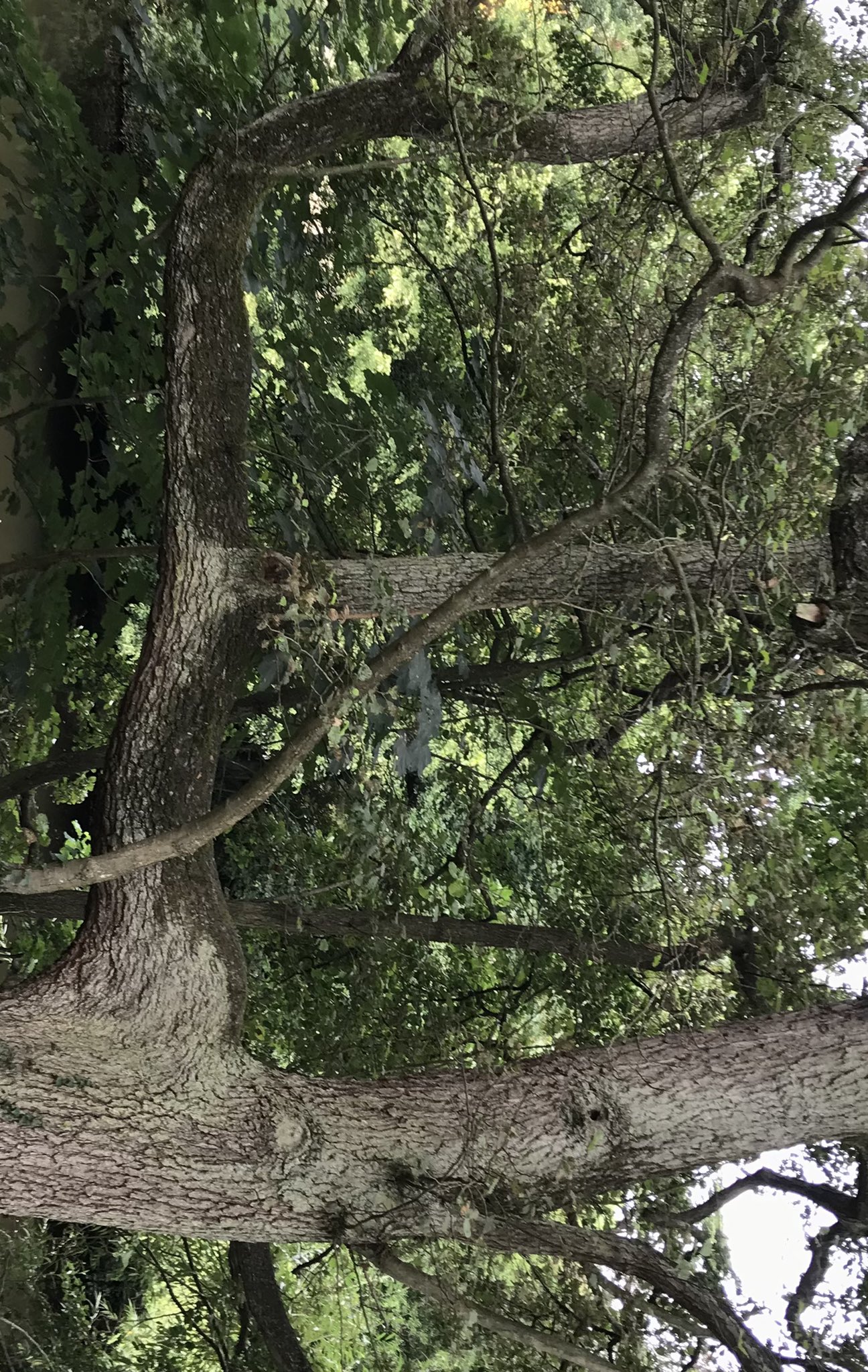 Knaresborough Civic on Twitter "Still having a go at a bit of spelling