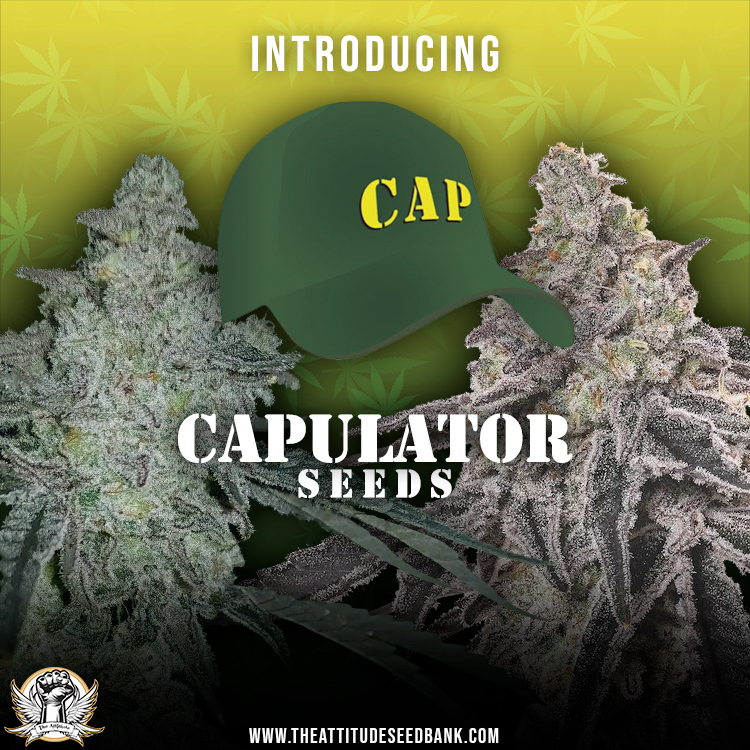 attitudeseeds's tweet photo. Capulator Seeds COMING SOON! 

Sign up for 'notify me when in stock' on the website.

https://t.co/rtnezcyI6e

#capulator #capulatorseeds #theattitudeseedbank #attitudeseedbank #attitudeseeds #cannalife #bestgenetics #alldayeveryday https://t.co/JuKarw72cJ