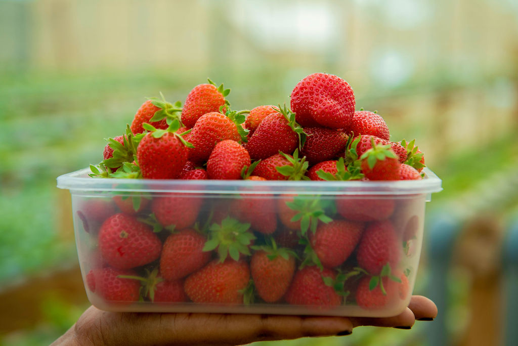 Germin8Rwanda's tweet photo. Strawberries Hydroponically Grown in #Rwanda. GMO-Free. Place your order now on 0788211264 for a taste of a sweet, healthy berry. #Germin8 #Strawberries #Germin8Rwanda #RwOT https://t.co/E7aUu63VtV