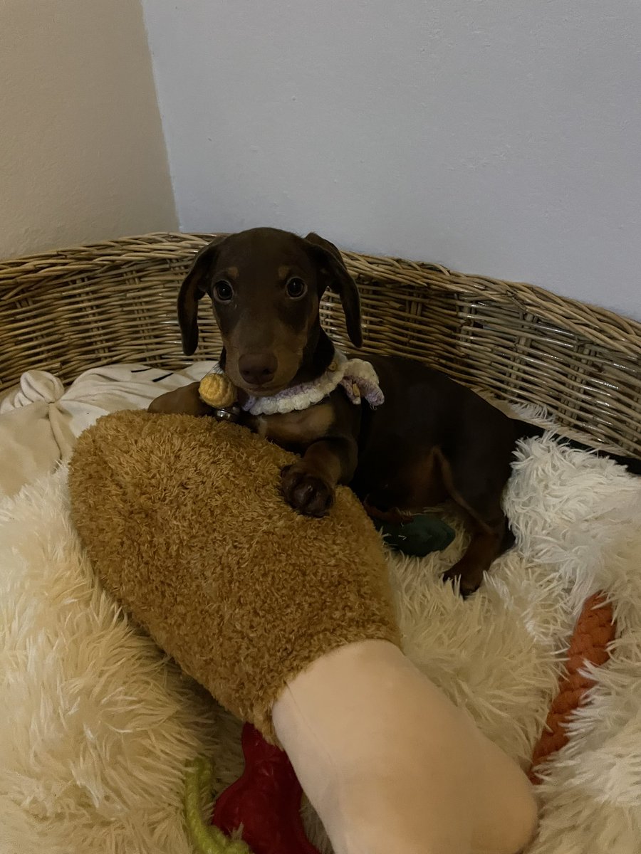 แวะมาขายไก่ย่างค่ะ 

 #Mhatank #หมาแท่ง #Dachshund #ミニチュアダックス #ミニチュアダックスフンド  #minidachshund #ดัชชุน #หมา