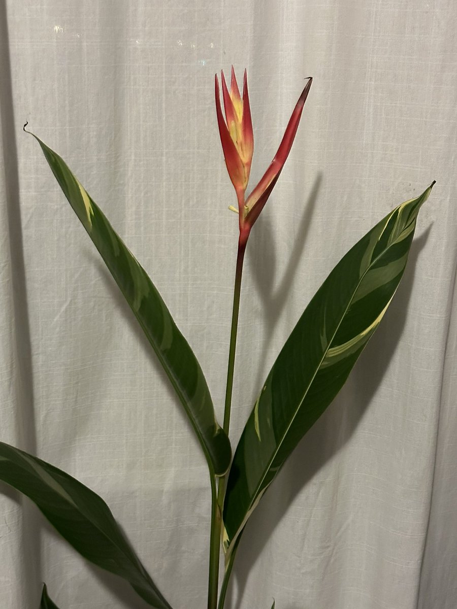 Variegated heliconia blooming.   #tropicalvibe #tropicalplant #heliconia #variegated