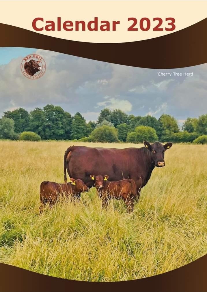 redpoll_cattle's tweet photo. Available at https://t.co/dSumOp2A07 https://t.co/BRpNRMgr2V