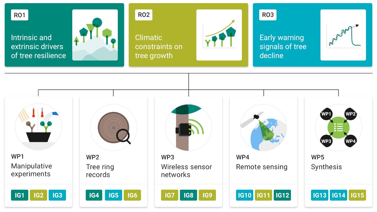 1/3

Excited to share that my #ERCStG project has been funded by @ERC_Research 🎉

We’ll be using experiments, tree ring records, sensor networks and remote sensing to better understand how Europe’s forests are responding to extreme heatwaves such as those of this summer 🛰️🌳🥵