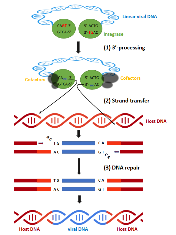 VirusesMDPI's tweet photo. Different Pathways Conferring #Integrase Strand-Transfer #Inhibitors Resistance
Richetta and colleagues describe the mode of action of INSTIs and some typical resistance #mutations, such as #substitution and #insertion mutations.
Check it here:
👉https://t.co/SLBnp7iSeg https://t.co/neofFM5Xm3