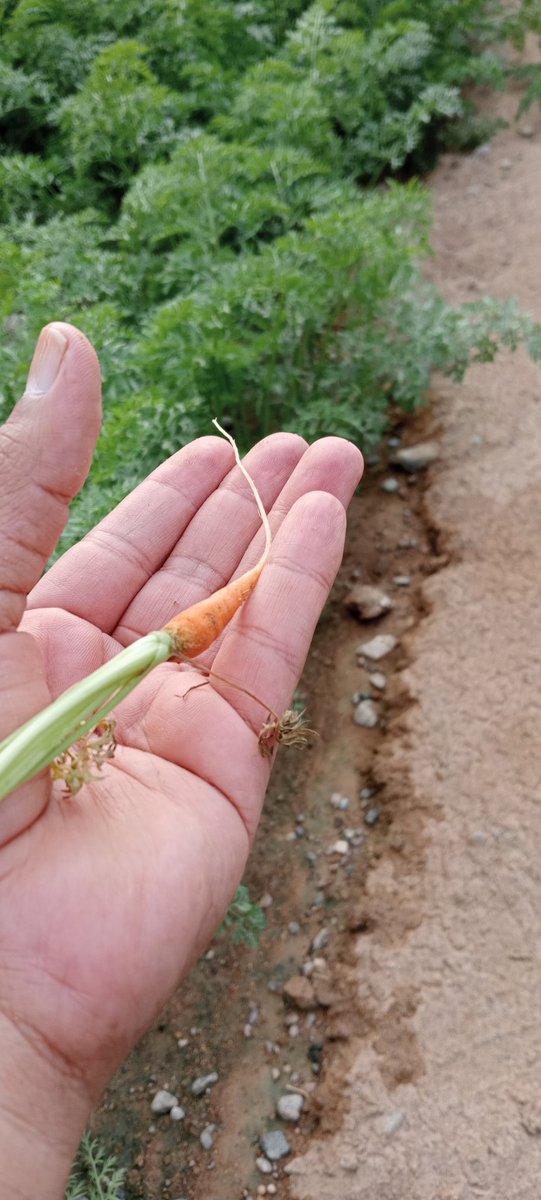 salemalkaabi4's tweet image. وهذا الجزر 
يطلع معنا في دول الخليج مثل العسل 
وما زلنا نستورده 
ونعجز عن تسويق منتجاتنا 
وتصنيعها 
#محضة