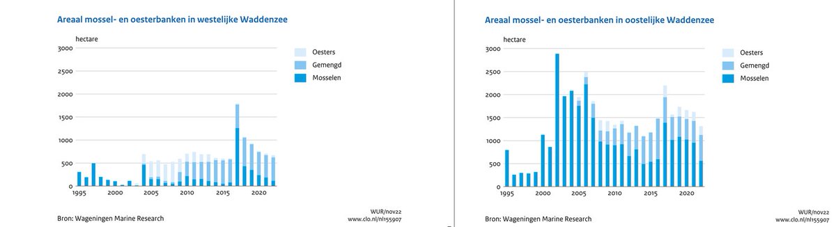 Compendium_CLO's tweet photo. In ongeveer tien jaar tijd is het areaal mosselbanken op droogvallende platen weer toegenomen en schommelt sindsdien rond 2000 hectare. Vanaf 2002 neemt het areaal mosselbanken gemengd met oesterbanken toe. https://t.co/jVL9d1gTR9 #mossel #oester #Waddenzee https://t.co/IYBX7xeciJ
