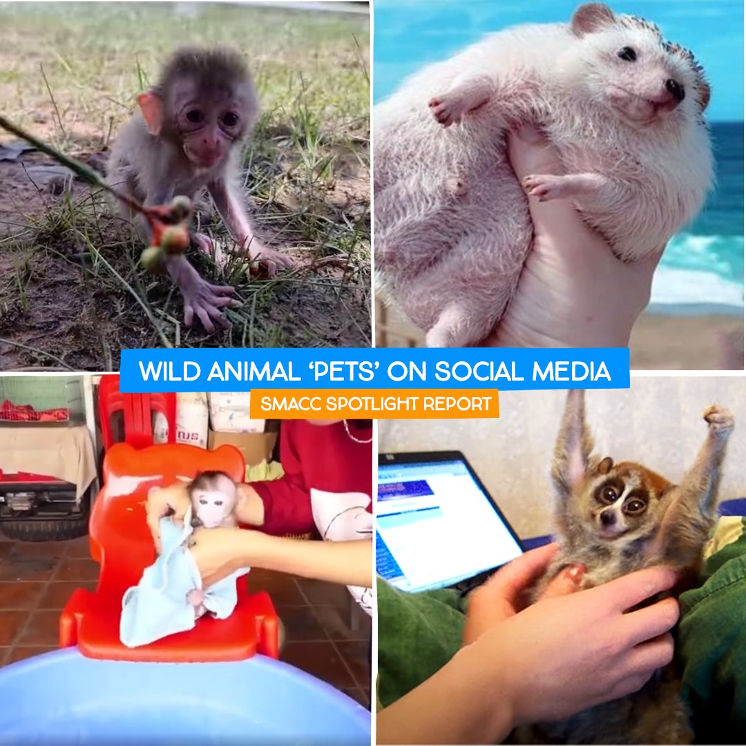 International Animal Rescue on Twitter: International Animal Rescue on Twitter: