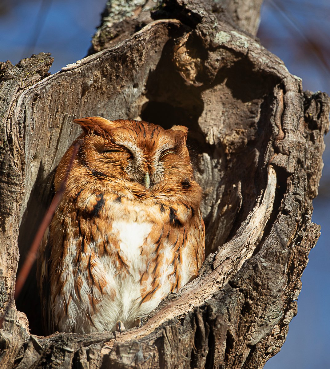 Eastern Screech owl enjoying the late day sun in the same roost as last year