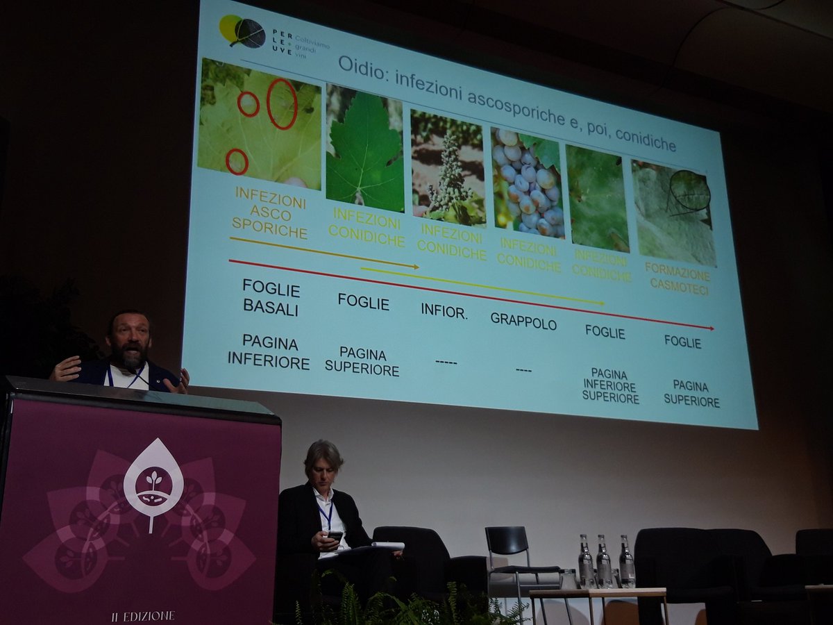 Aipp1992's tweet photo. #BiocontrolConference2022 #GiovanniBigot parla dell'importanza del #monitoraggio nella #protezione dall'#odio della #vite https://t.co/jJA9a48YQ2