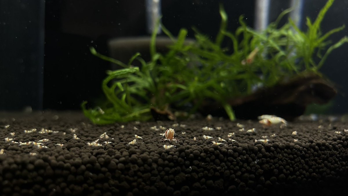 Sweet_Lab24's tweet image. ワラワラ🤩🤩🤩
ここまで来たらひと安心です🤗