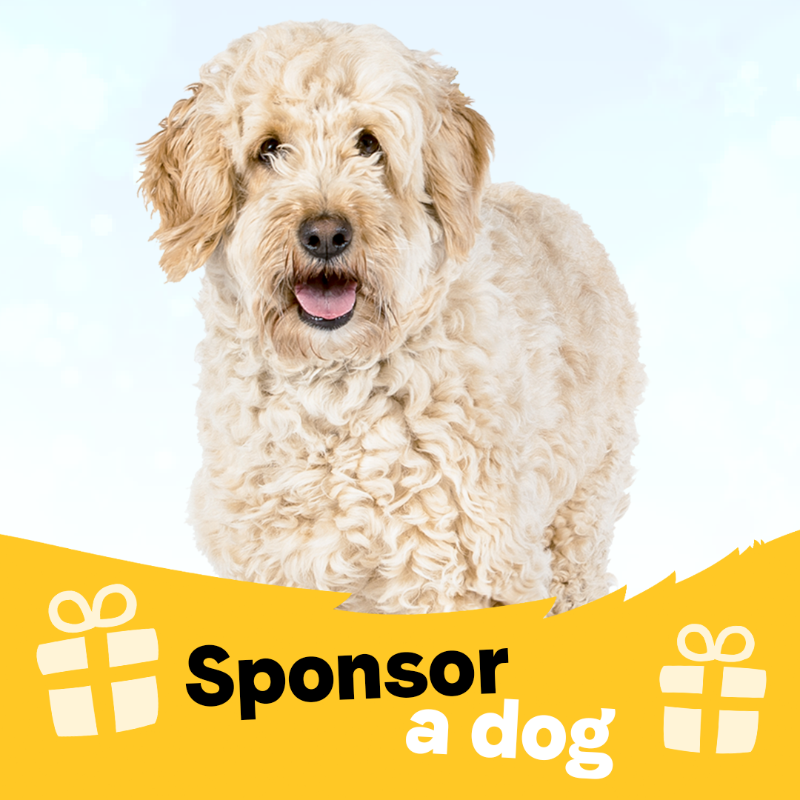DogsTrust's tweet photo. Why not sponsor a dog as a gift this Christmas? Change the lives of the dogs that come through our doors - we need your help 🐶🐾