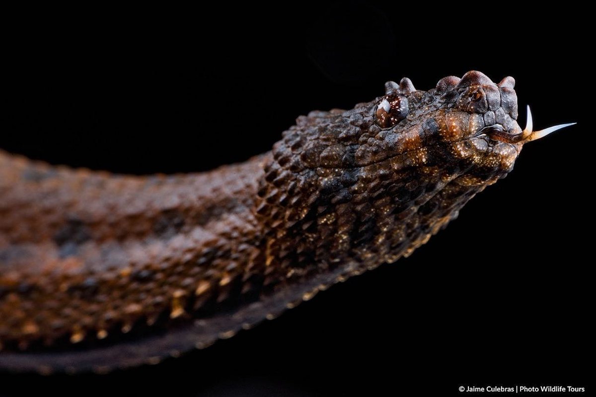 OberstarPatrik's tweet photo. Today I learned about the Northern Eyelash Boa, #Caraxes in real life. https://t.co/wQvcIhJtuG