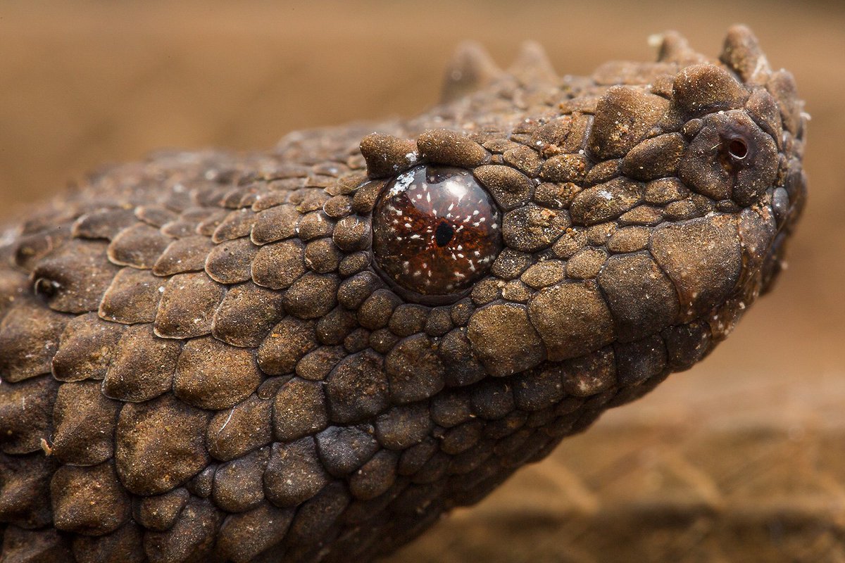 OberstarPatrik's tweet photo. Today I learned about the Northern Eyelash Boa, #Caraxes in real life. https://t.co/wQvcIhJtuG