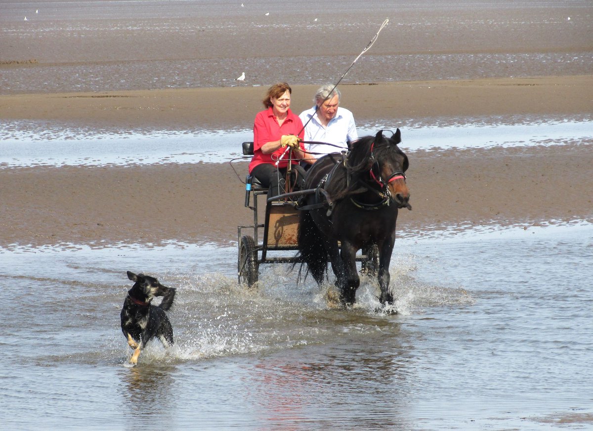 Fell ponies make ideal driving ponies. They form a deep bond and partnership with their drivers. Here is Marnie enjoying the sea at Silloth. #Fellponies #Cumbria #sustainability #ponies #rarebreeds #nativeponies