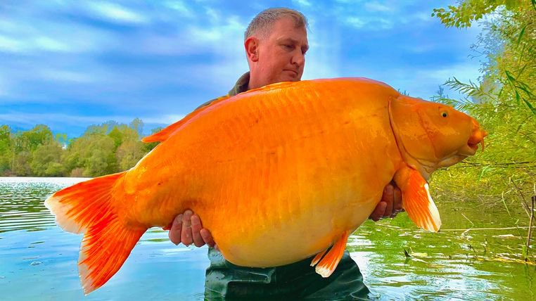 deepblueaquatic's tweet image. news.sky.com/story/british-…
British angler catches orange carp nicknamed 'the Carrot' on fishing trip to France