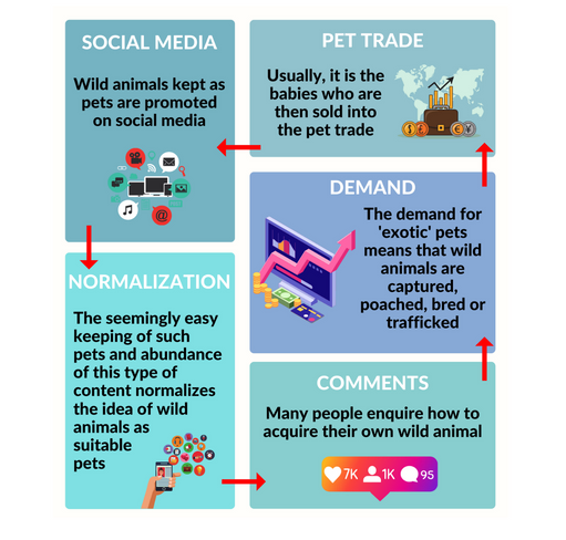 IAR_updates's tweet image. Due to the demand from social media, animals are captured, sold into the #pettrade with serious welfare implications, and finally pet owners create social media accounts to post about their new wild pet, perpetuating the endless cycle of suffering.