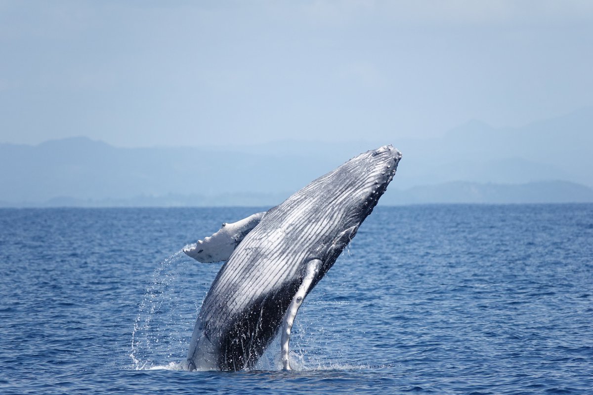 Cétamada tweet media