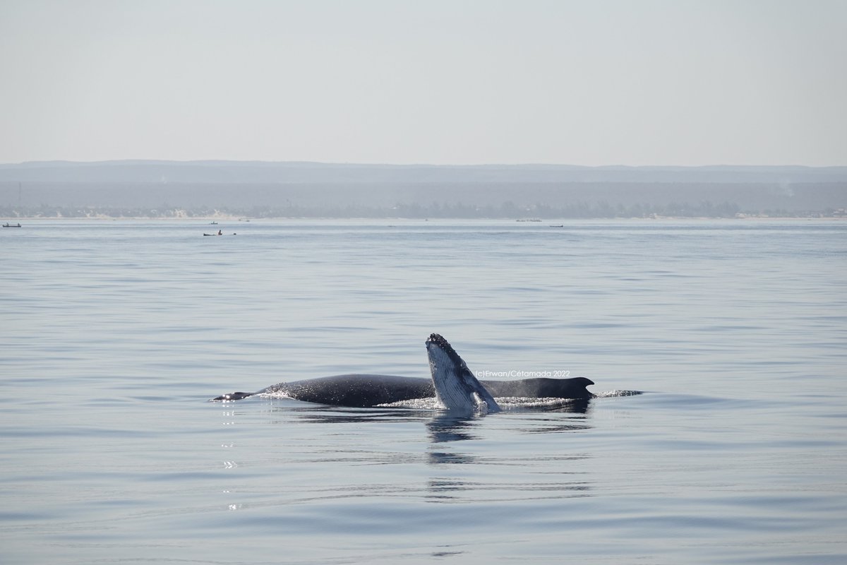 Cétamada tweet media