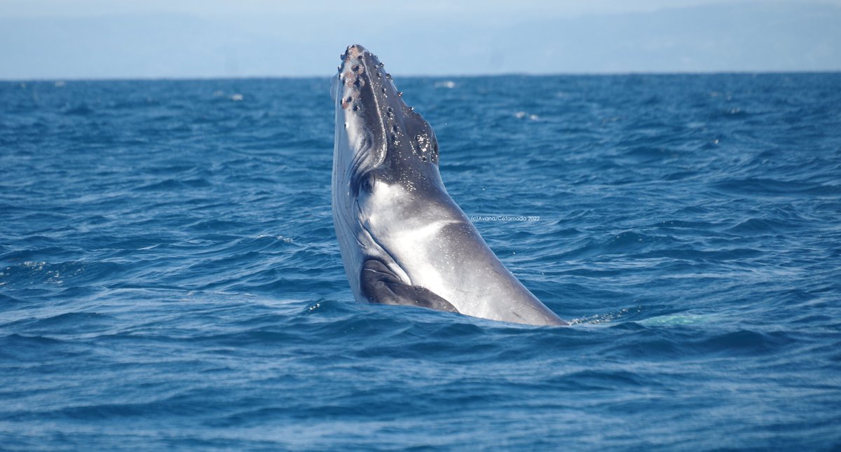 Cétamada tweet media