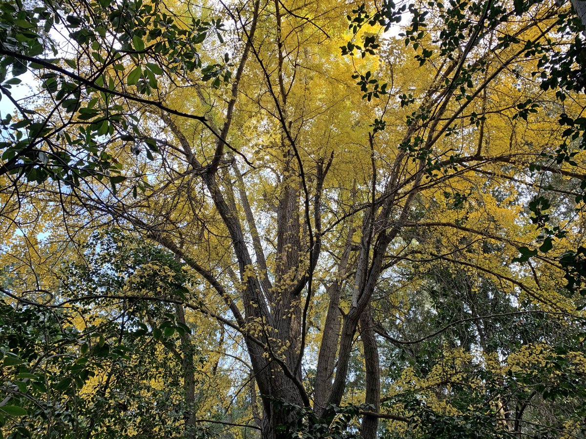 DescansoGardens's tweet photo. More #fallcolor has emerged at Descanso 🍁 Enjoy golden #ginkgo in the #AncientForest, #crapemyrtle near #CenterCircle, and turning ornamental cherry leaves on #MagnoliaLawn 🍂 #ExploreDescanso https://t.co/6lcEfMgO2z