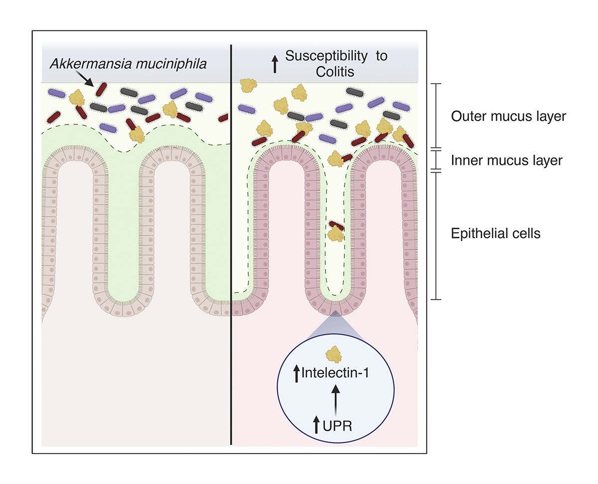 Journal of Experimental Medicine (@jexpmed) on Twitter photo Intelectin-1 binds and alters the localization of gut bacteria that modify the mucus barrier. A new study from @jdmatutemd, Duan, Flak, Turner, Blumberg <a href="/Blumberglab/">Richard Blumberg</a> <a href="/BrighamWomens/">Brigham and Women's Hospital</a> and colleagues: bit.ly/3gs0qAx
#MucosalImmunology Intelectin-1 binds and alters the localization of gut bacteria that modify the mucus barrier. A new study from @jdmatutemd, Duan, Flak, Turner, Blumberg <a href="/Blumberglab/">Richard Blumberg</a> <a href="/BrighamWomens/">Brigham and Women's Hospital</a> and colleagues: bit.ly/3gs0qAx
#MucosalImmunology