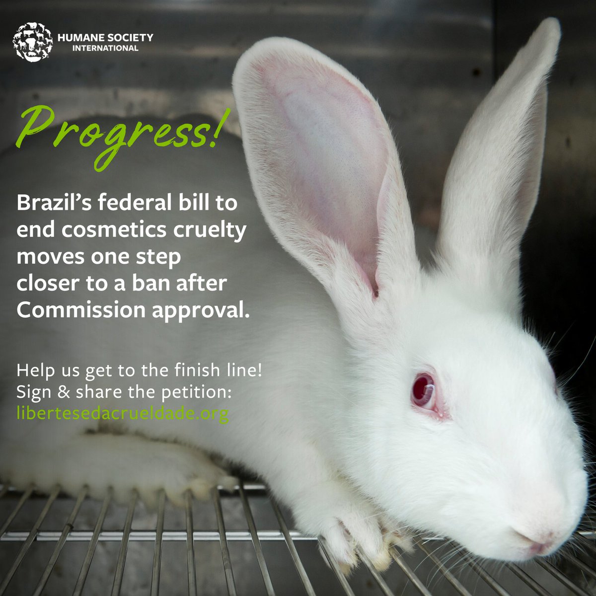 humaneworldeat's tweet photo. PROGRESS! Brazil’s Economic Issue Commission (CAE) voted today to accept strengthened text for #CrueltyFree Bill PLC 70/2014! 🎉

Thank you to Senators @a_vieira2022 &amp; @nelsinhotrad for their efforts &amp; support, and to CAE's president &amp; members for a successful vote! 🙏🐰 https://t.co/jFJM2twdPN