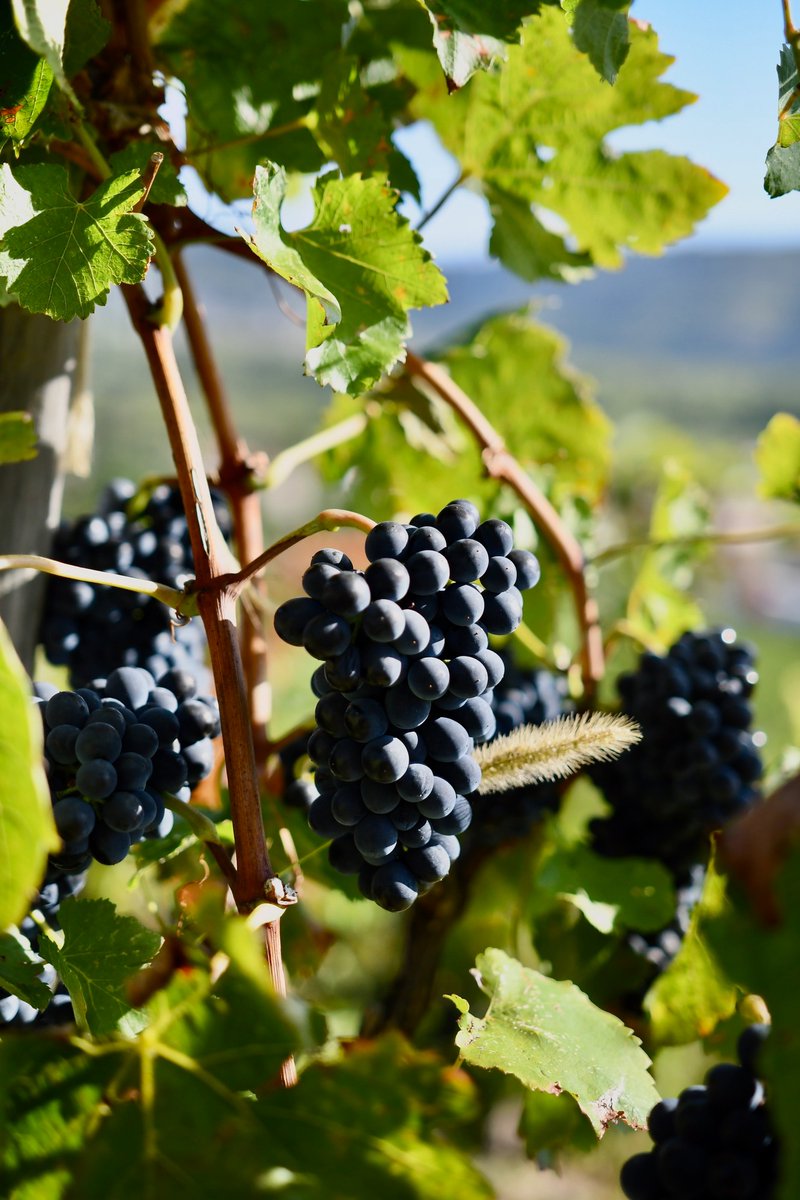 Echt biologische wijn: dat proef je. Bij Cour du Vin zijn alle wijnen biologisch. Dat betekent dat de wijnboeren met zorg en aandacht voor de natuur en de bodem te werk gaan. De druif staat centraal. Het resultaat: pure smaak. Ontdek het zelf. 
courduvin.nl