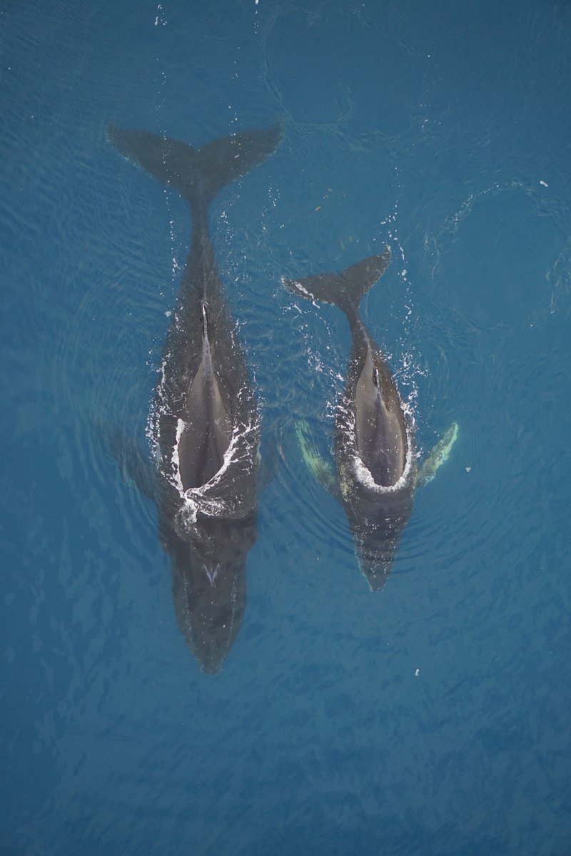 Humpback whales really pack it on during Antarctic summers! 
Cool new paper led by <a href="/KCBierlich/">Dr. KC Bierlich</a> shows how drone-based photogrammetry helps us better understand how humpbacks increase energy reserves while foraging along the Western Antarctic Peninsula. 

doi.org/10.3389/fmars.…