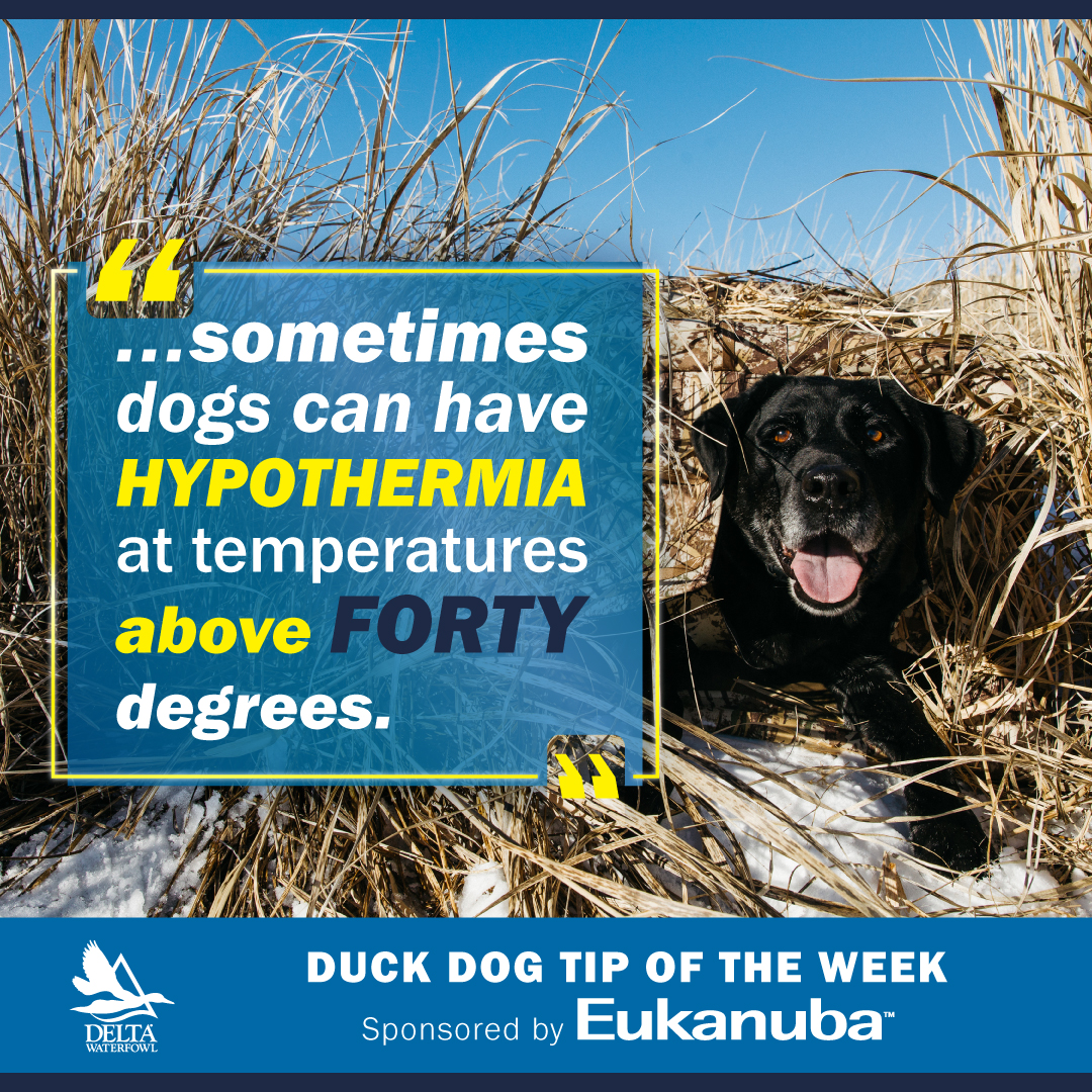 DeltaWaterfowl's tweet photo. With record-breaking snows across North America, @Eukanuba reminds you to keep in mind the dangers of hypothermia to your #duckdog โ๏ธ๐ถโ๏ธ in this Duck Dog Tip of the Week! #Dogs #duckdogsofinstagram
https://t.co/4at2JGPSeU
@EukanubaField https://t.co/yrvzi4Blg0