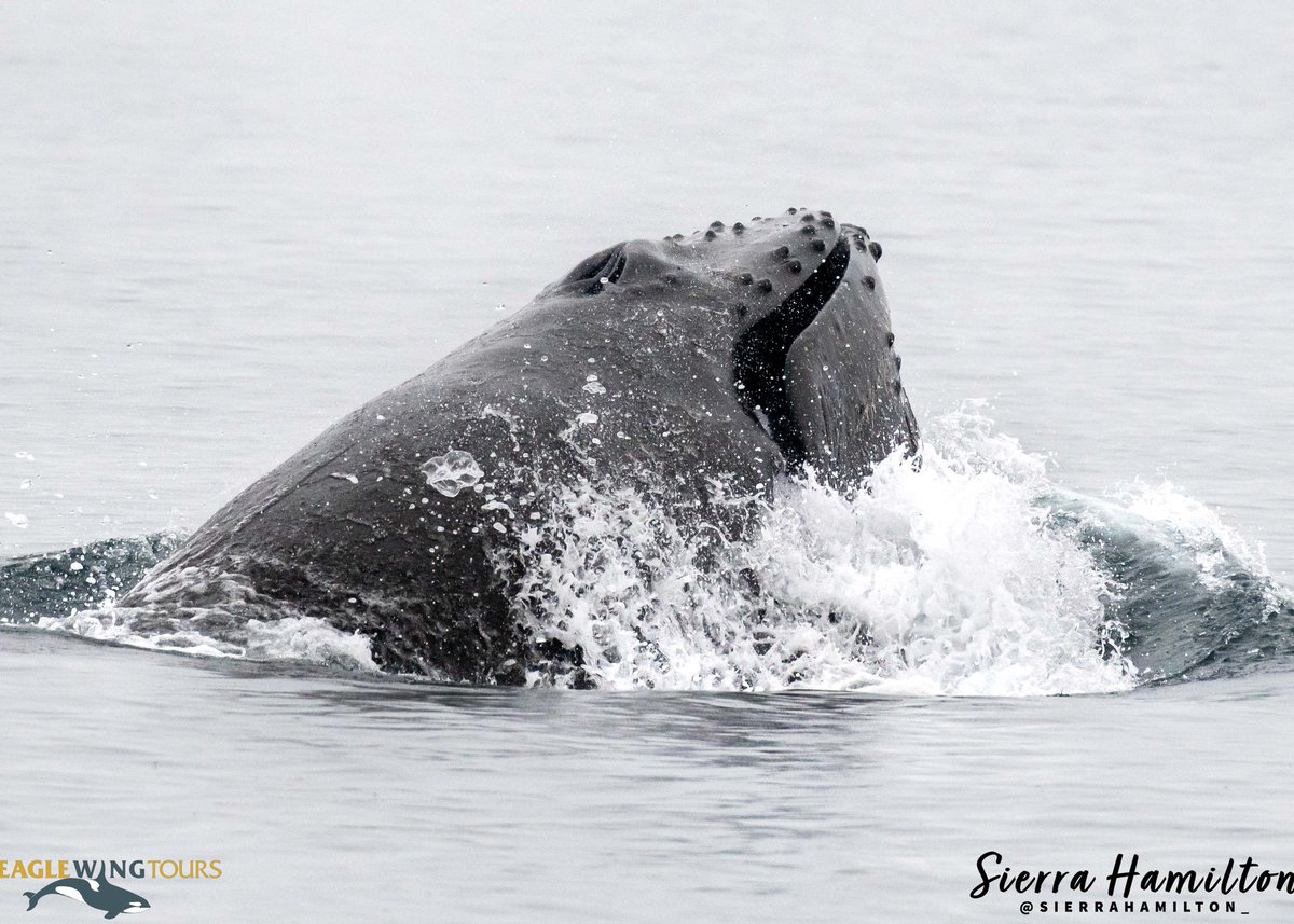 eaglewingtours's tweet image. An unidentified humpback finishes off a lunge-feed at the surface. Over the next few weeks, many of the humpbacks will start making their way south. Some may choose to overwinter in the region. We hope so!
#Wild4Whales #ExploreBC #HumpbackComeback #Dinner