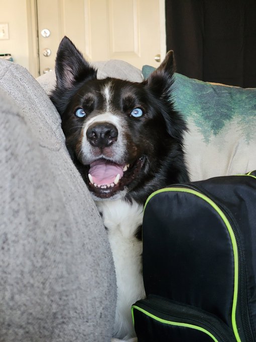 Look at my Beautiful blue eyed doggo  #FYP #fypシviral #pets #Dog #fansly #Creator https://t.co/rVDp7<a href="/tag/fyp"class="tags">#FYP</a><a href="/tag/fyp%E3%82%B7viral"class="tags">#fypシviral</a><a href="/tag/dog"class="tags"><span>#dog</span></a><a href="/tag/pets"class="tags"><span>#pets</span></a><a href="/tag/creator"class="tags"><span>#creator</span></a><a href="/tag/fansly"class="tags"><span>#fansly</span></a>