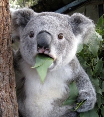 Angie 🇦🇷en🇨🇱 (@angiebrab) on Twitter photo 