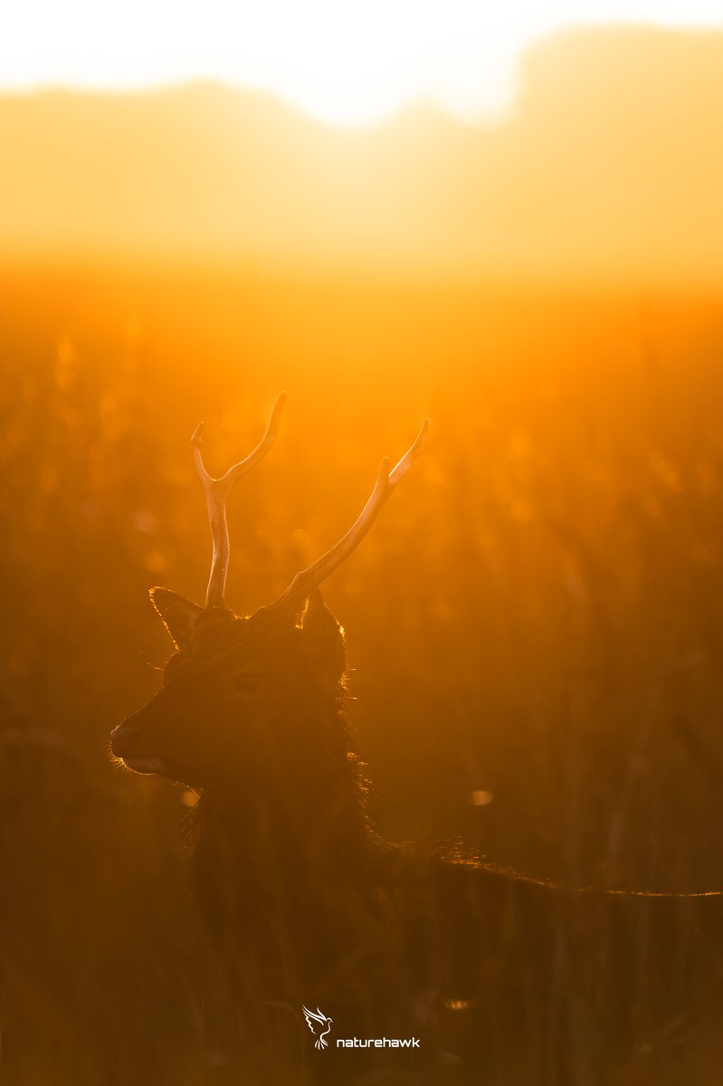 One of the main reasons to get out for sunrise is...the light...

#sikadeer #itsallaboutthelight #NaturePhotography #wildlifephotography #wildlife #nature @UKNikon @NikonEurope @Mammal_Society @BritishDeerSoc
