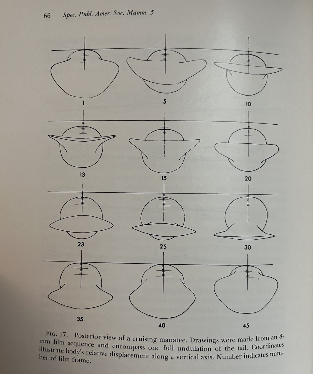 I've received news that Dan "Woody" Hartman has passed. His seminal work on FL manatees formed the knowledge-base for a lot of us studying sirenians. There's no replacement for hrs of observation of your study animal. Rest In Peace Woody. The torch is passed on . . .