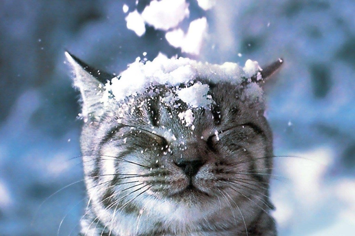 zenhamdu's tweet photo. Gooooood Meowning ☕️🌅🐾
#CatsOfTwitter #meowed #CatsOfWinter ❄️ https://t.co/DcczmDiMvc