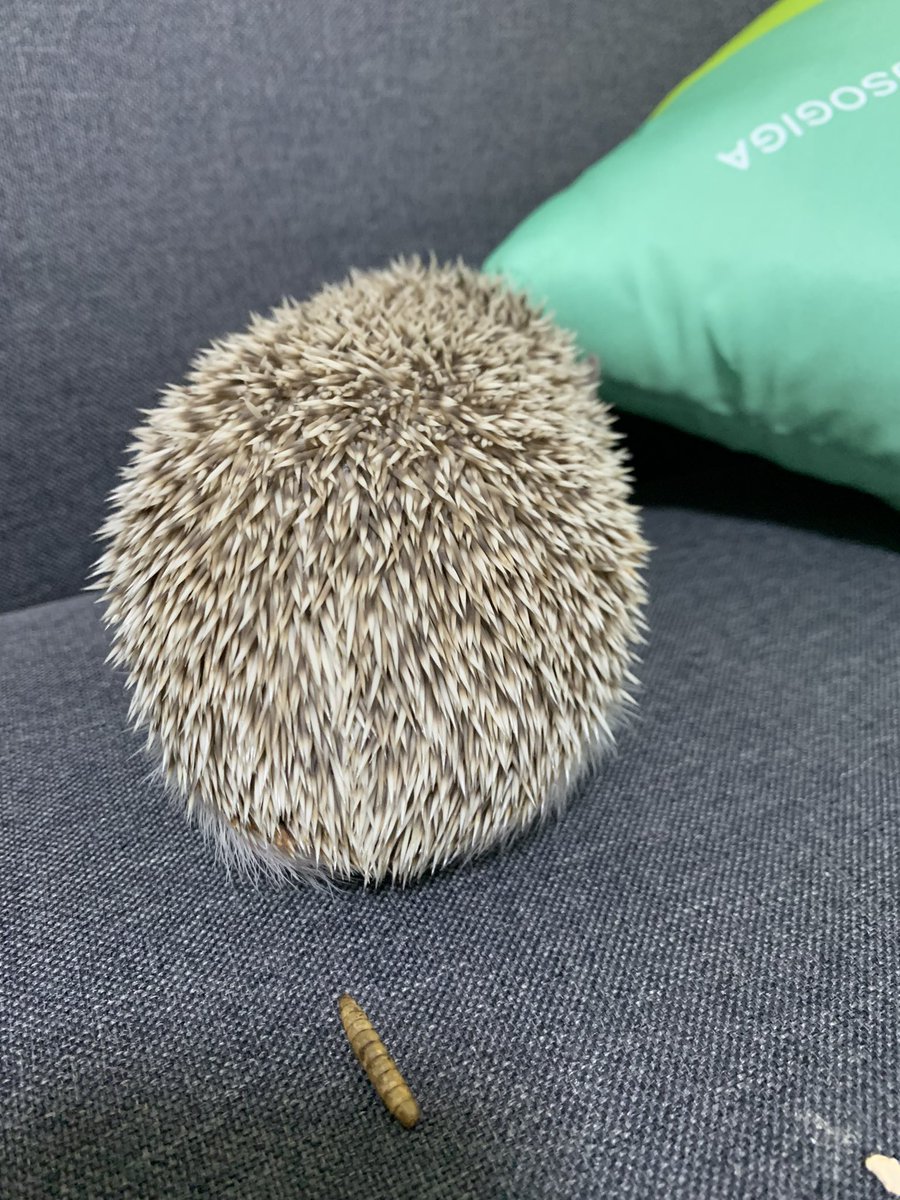 NoDeraaaaN's tweet photo. ①普段の顔
②大っ嫌いな爪切り見せた時の顔
③切り終わった後 https://t.co/ZPbpoOcMxi