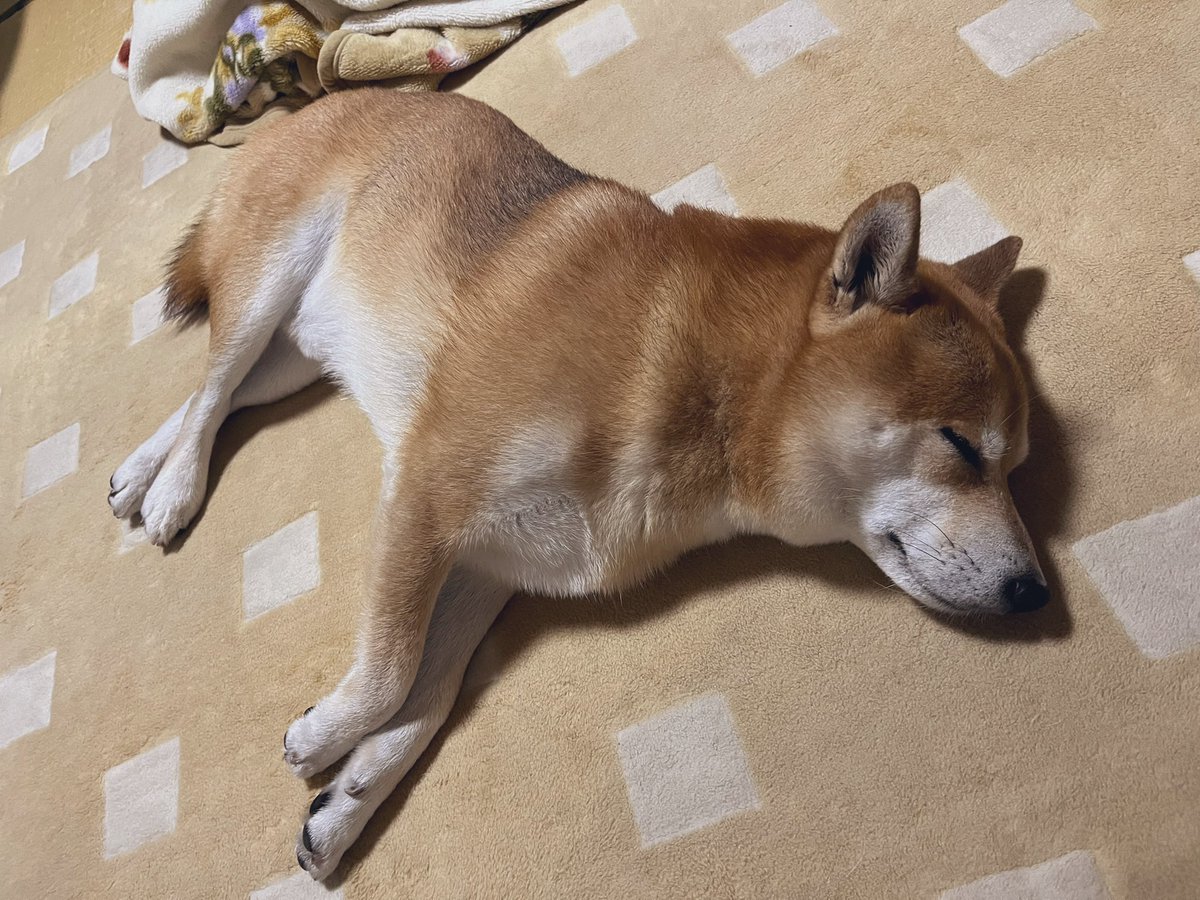 #柴犬 #犬 #愛犬 #dogs 

おやすみなさい🌙 https://t.co/DQiy71KbQf