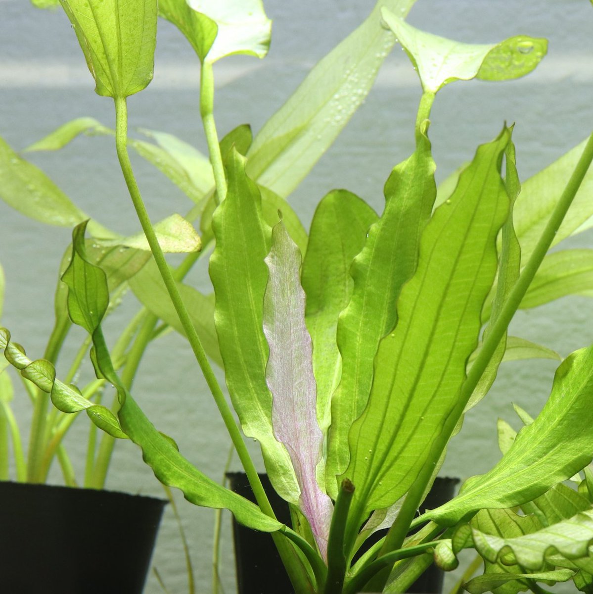 エキノドルス・'トリカラー' Echinodorus 'Tricolor' アクアフルール社