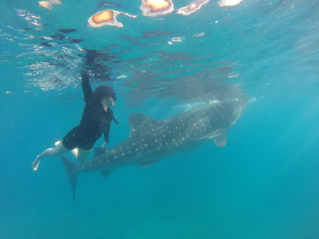 phoebecates11's tweet photo. Gentle Giants 😊
Few years back during my vacation in PH, i did this 😁
#swimmingwiththewhalesharks
#butanding https://t.co/D5pAxNOAJ6