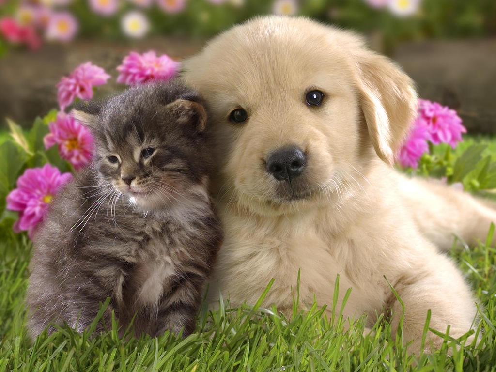 phillyccra's tweet photo. When it comes to our pets, we only want the best! Place your trust w/Liberty Vet Pets on 20th St. that serves as a vet & animal hospital. CCRA members get 10% off services & items! Check them out today! https://t.co/jzjyAV1cK4 #philly #merchantpartner #membershipbenefits https://t.co/jiRDeO7S1r