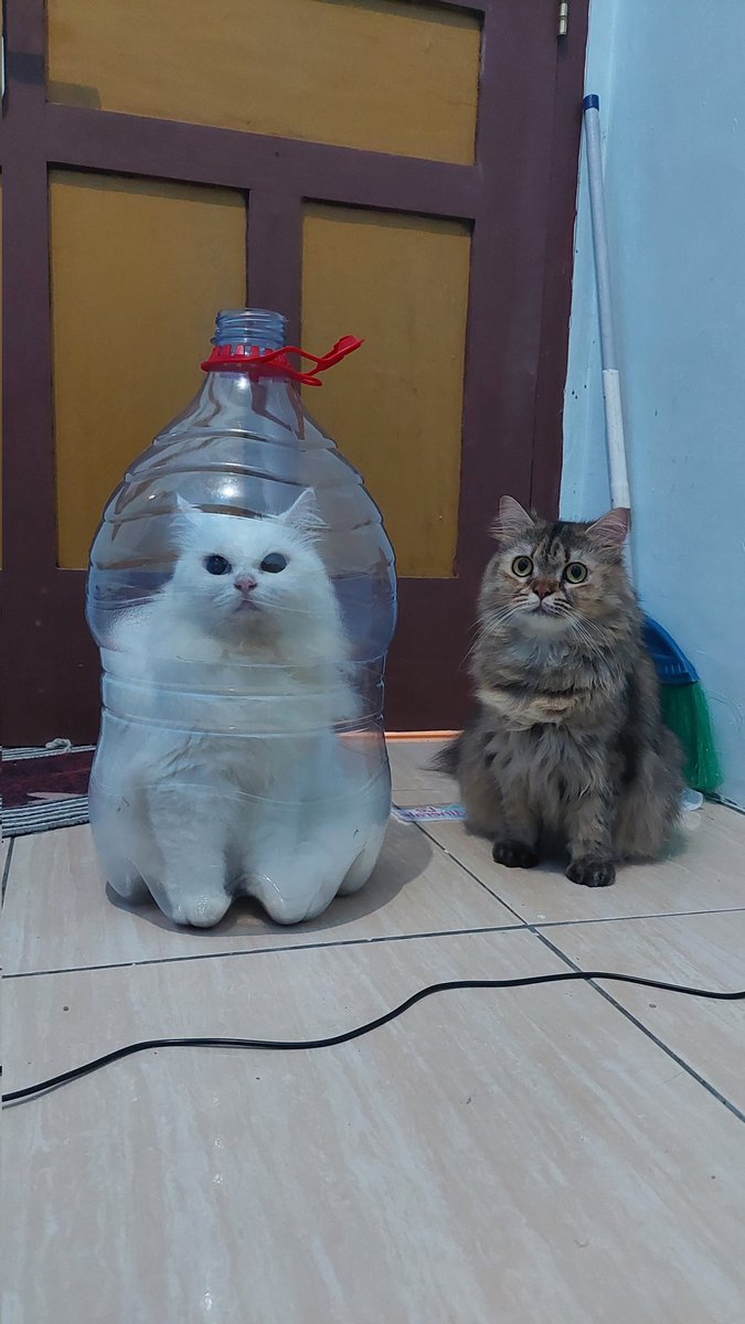 🐈 kemaren lihat di base ada yg bawa kucing ke vet dimasukin galon. jadi iseng nyoba😭